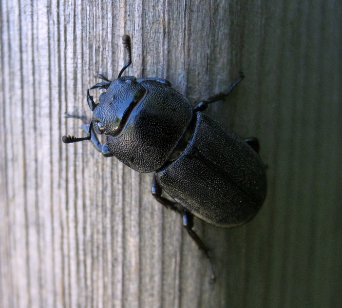 Dorcus parallelipipedus